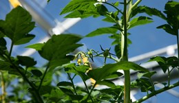 Tomato flower structure and fertilisation  